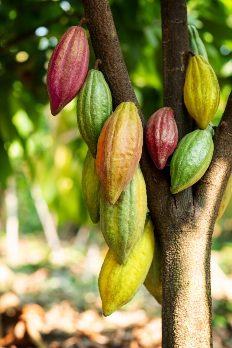Cacao tree with cacao pods in a organic farm.